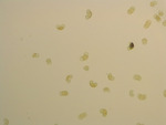 Pine Pollen Slides